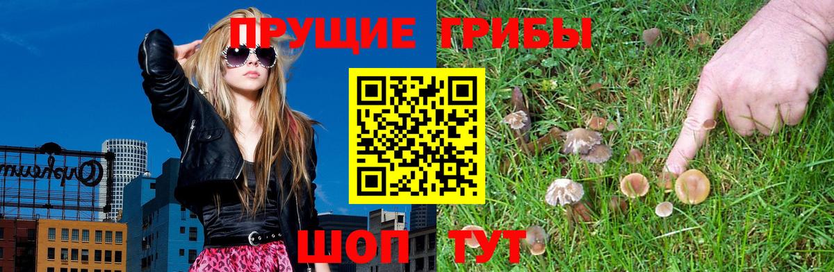 Галлюциногенные грибы Psilocybe  Вход с VPN  Кстово  Галлюциногенные грибы ЛСД 